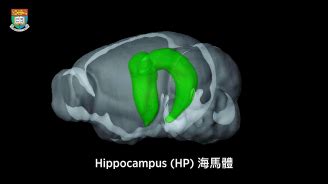 海馬迴作用|香港大學科學家解開大腦謎團的重大突破 揭示重要腦。